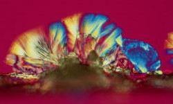 Niacin Crystals