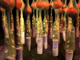 graphic close-up of the photoreceptors