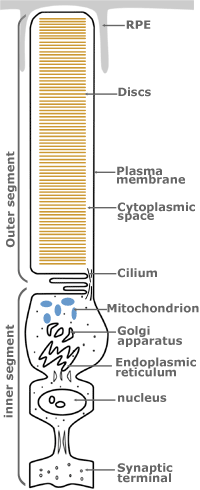 rod
cell