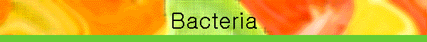 Bacteria