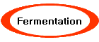 Fermentation