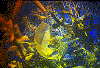 shells.gif (33402 bytes)