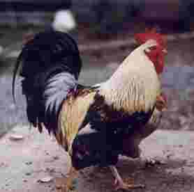 Cockerel
