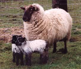Sheep