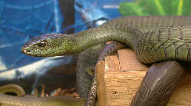 snake