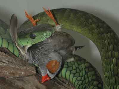 snake