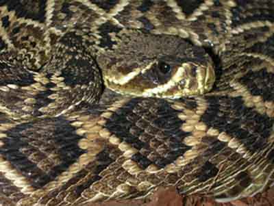 snake