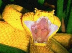 striking snake