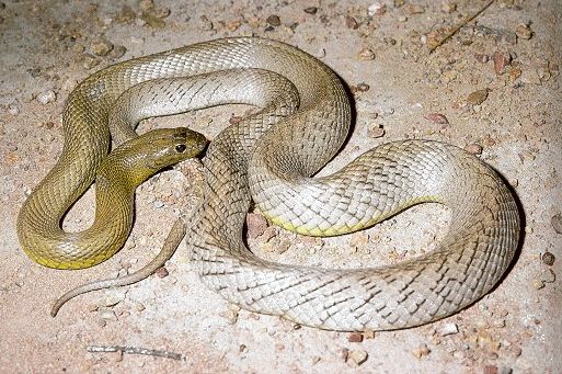 Taipan