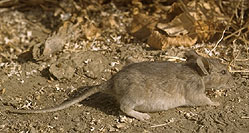 Grey Woodrat