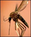 Mosquitoes