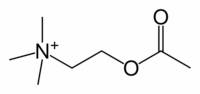 The skeletal structure of acetylcholine