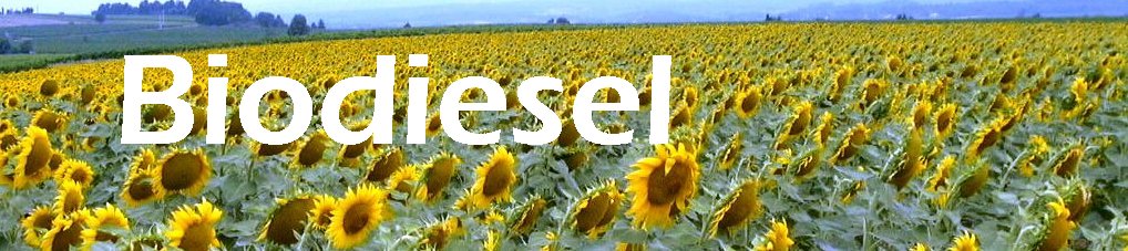 Sunflowers Biodiesel Picture of Sunfowers- Pretty, aren't they?