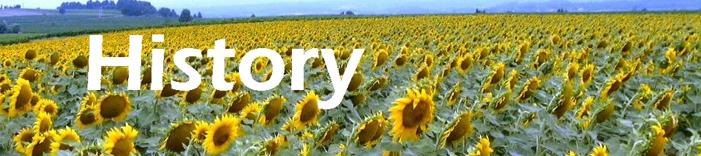 Sunflowers Biodiesel Picture of Sunfowers- Pretty, aren't they?
