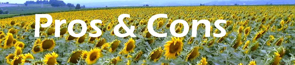 Sunflowers Biodiesel Picture of Sunfowers- Pretty, aren't they?